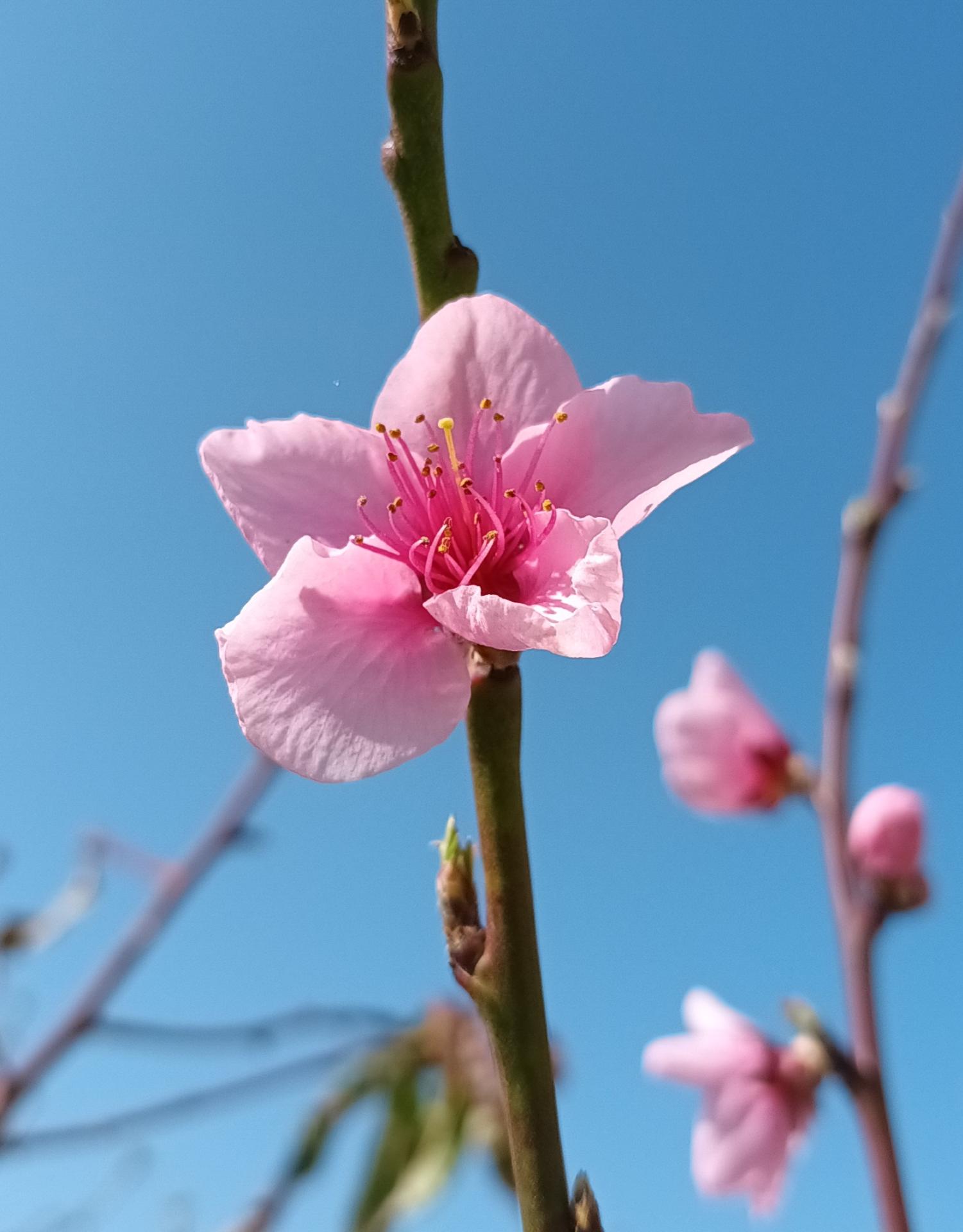 Fleur rose ciel