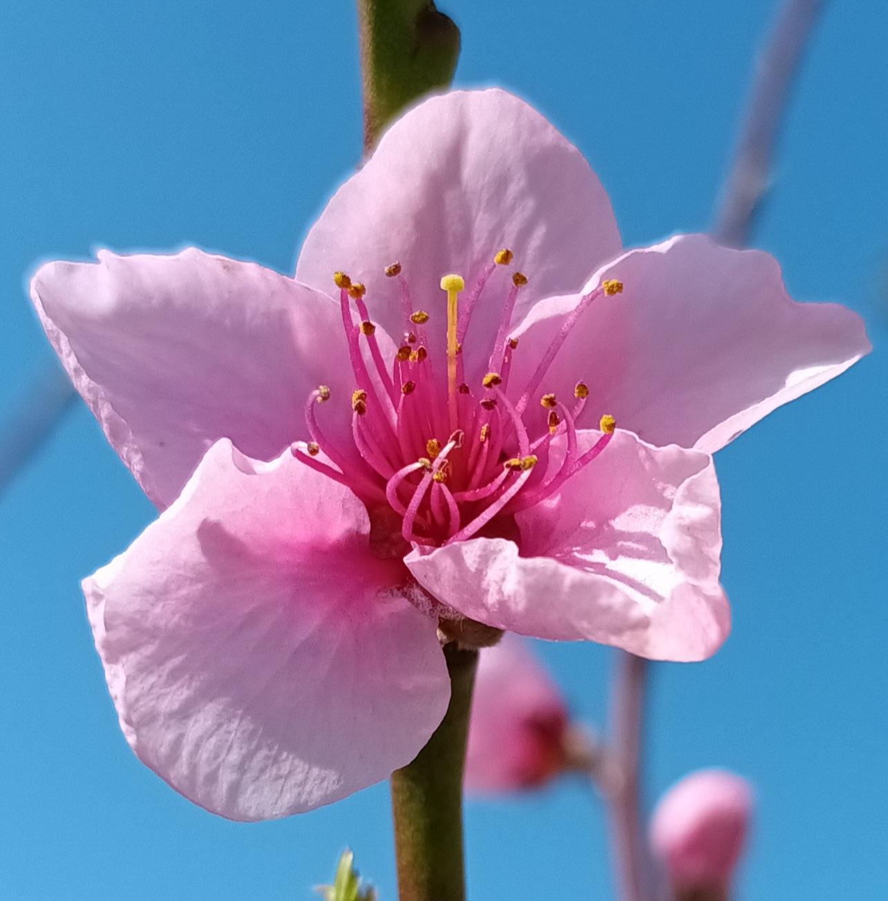 Fleur rose fond bleu