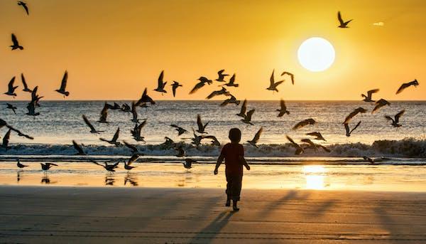 Vol d oiseaux bord de mer